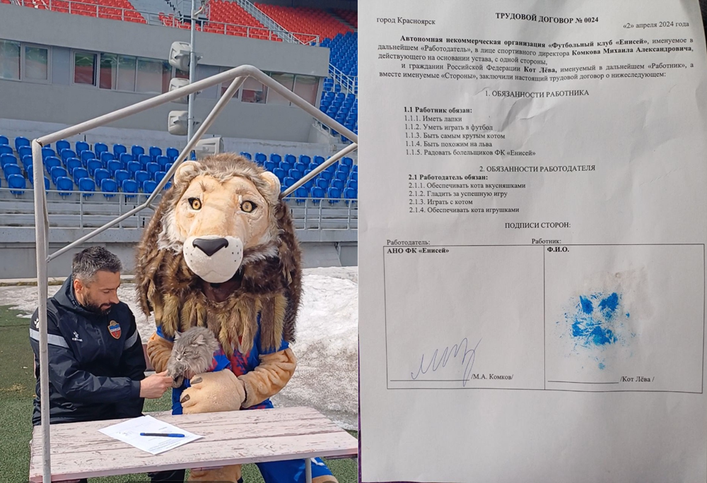 Кот Лёва – новый игрок красноярского футбольного клуба «Енисей»