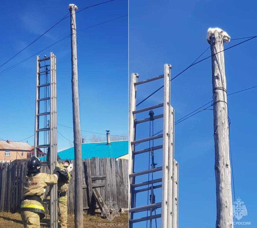 В Шарыпове пожарные сняли кота с 6-метрового столба