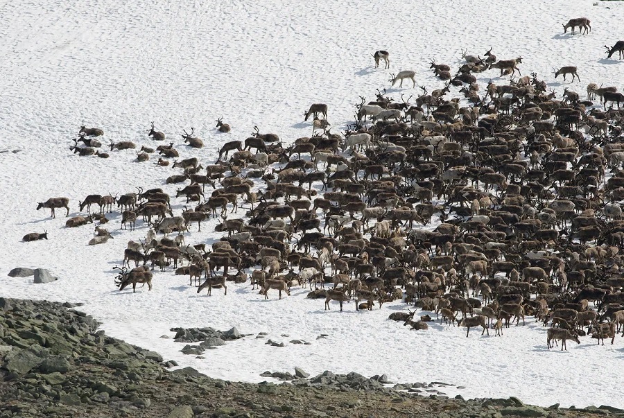 При поддержке «Роснефти» ученые провели самый масштабный мониторинг диких северных оленей на Таймыре