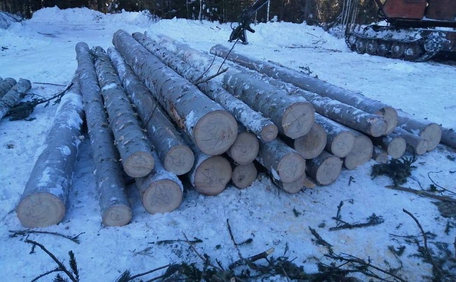 Краевые полицейские выявили незаконную вырубку леса в Ирбейском районе