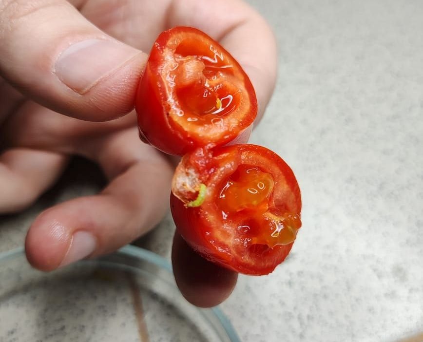 Более 2,5 тонн зараженных томатов из Китая привезли в Красноярск