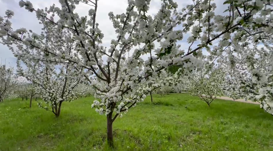 В Татышев-парки зацвели яблони