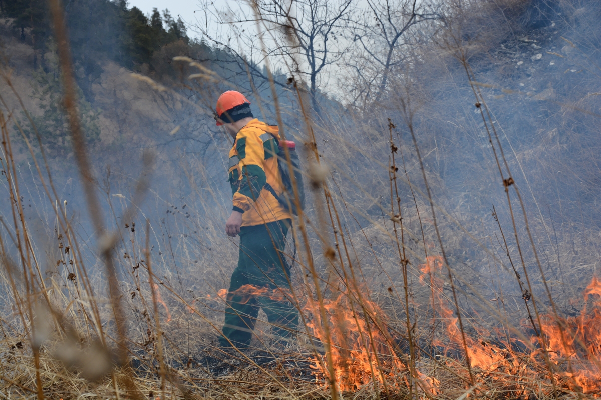 Более 170 лесных пожарных перебрасывают для тушения возгораний в западных, восточных и центральных районах края