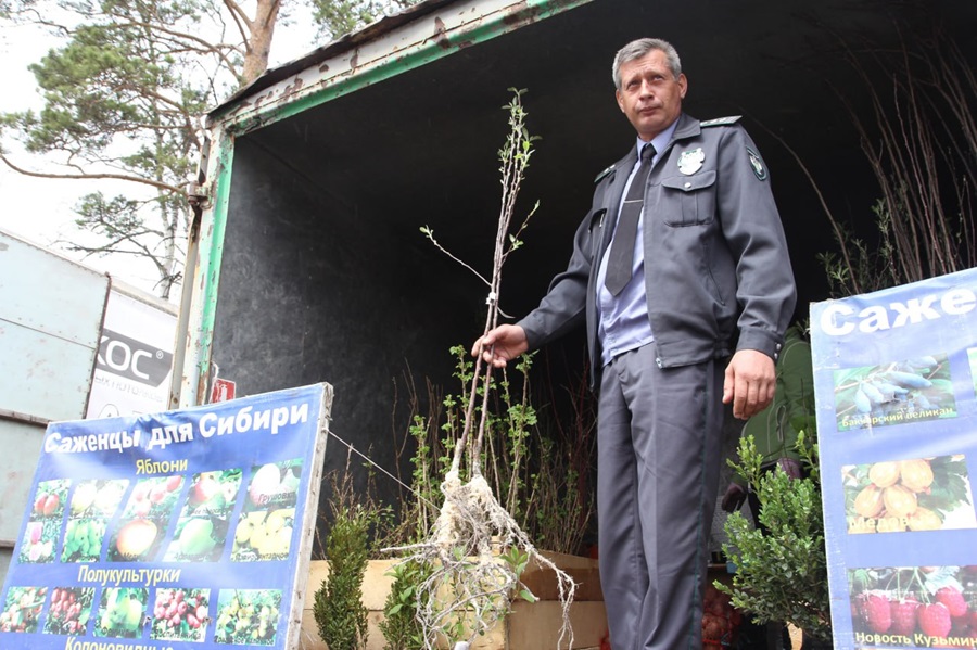 Более 600 саженцев яблонь и груш несуществующих сортов продавали в Красноярске