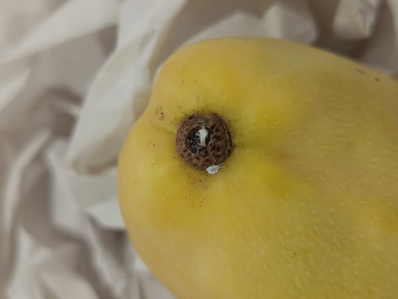 Почти 12 тонн зараженного манго привезли в Красноярск из Китая