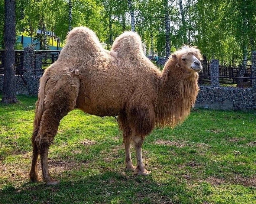 Верблюду Женьке из красноярского зоопарка исполнилось 6 лет