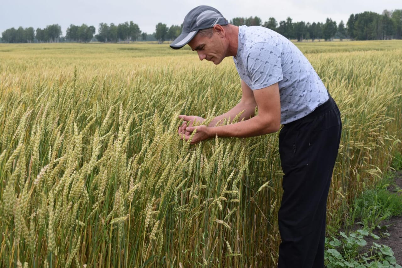 Фермер из Иланского района получит около 7 миллионов господдержки за вовлеченные в сельхозоборот земли