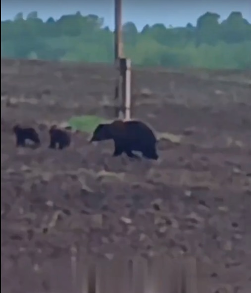 Медведицу с двумя малышами заметили в Балахтинском районе