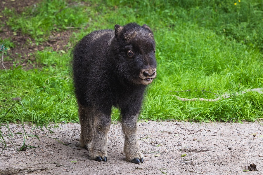 В красноярском парке «Роев ручей» родился теленок