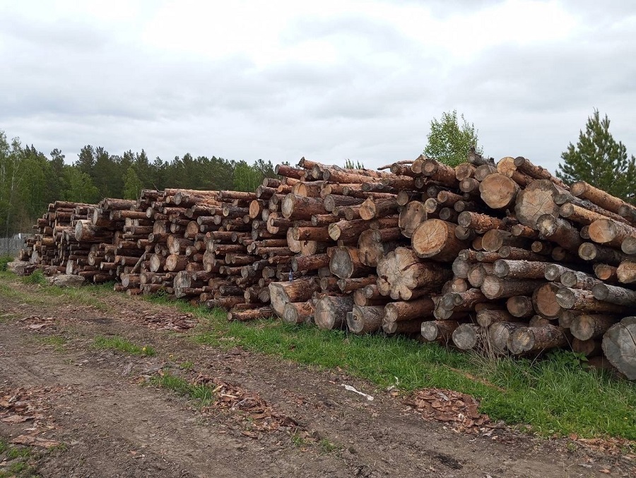Житель Красноярского края вырубил леса на шесть миллионов рублей незаконно