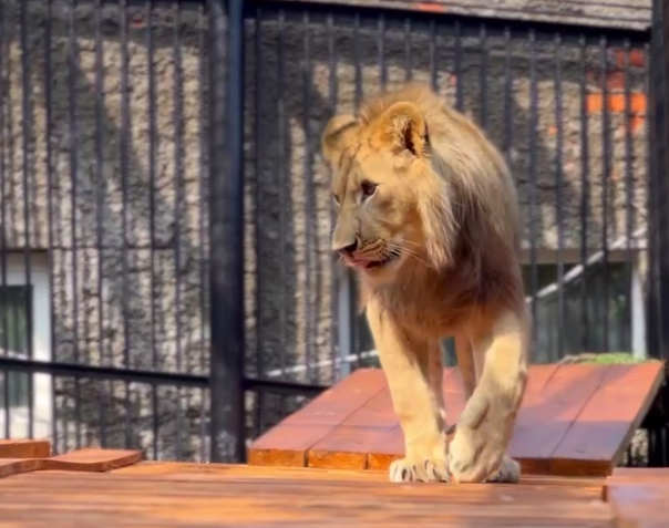 В красноярском зоопарке выпустили нового львенка в свой вольер