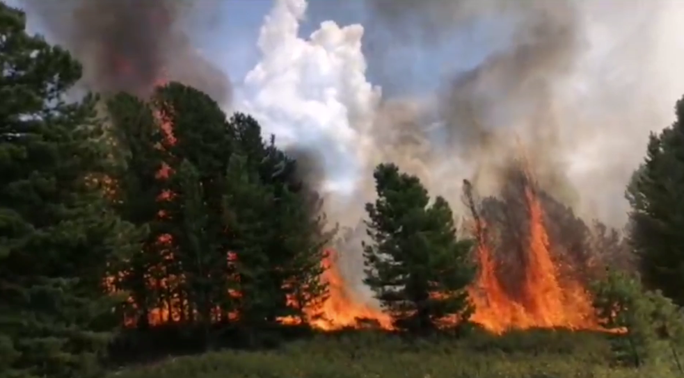 «Кедры вспыхивали, как факелы». В Красноярском крае «лесной спецназ» потушил крупный пожар