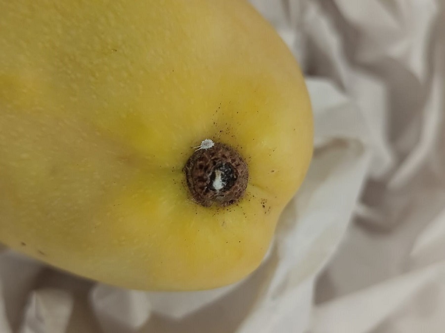Зараженное манго из Китая завезли в Красноярск