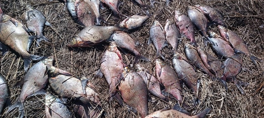 В Красноярском крае браконьер незаконно выловил рыбу на 76 тысяч рублей