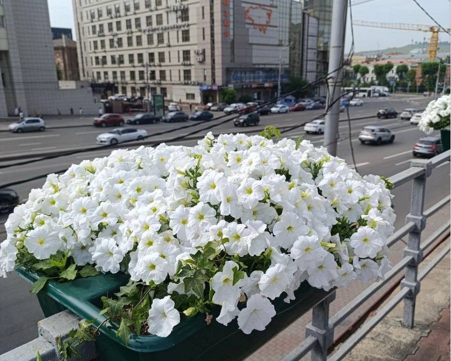 Много цветов не бывает. В Красноярске появятся цветы там, где их нельзя садить
