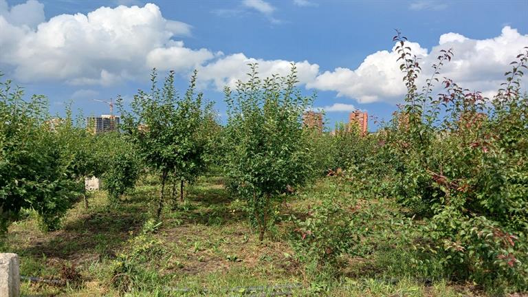 В Красноярске готовят деревья к сезону посадки