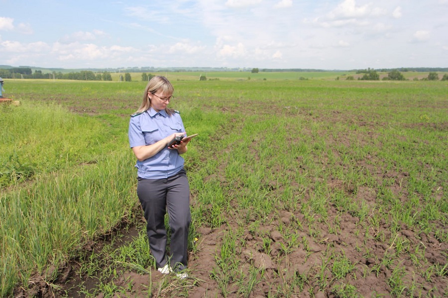 В Красноярском крае введены в оборот 6 тысяч гектаров неиспользуемых сельхозугодий