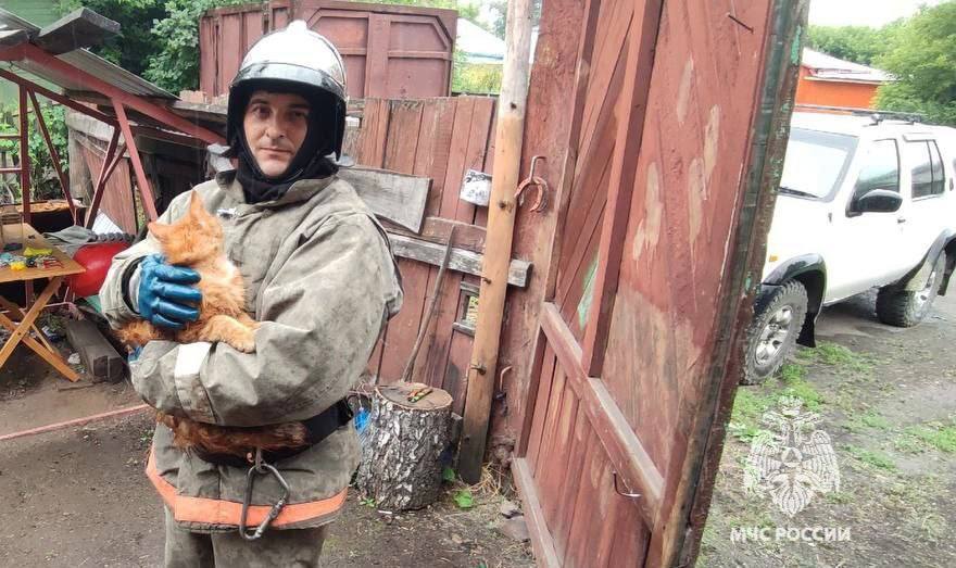 В Красноярском крае пожарные спасли испуганного кота Симбу