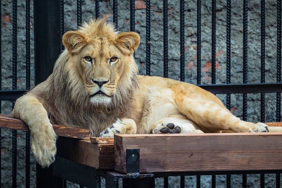 Красноярцев приглашают проголосовать за имя для молодого льва в «Роевом ручье»
