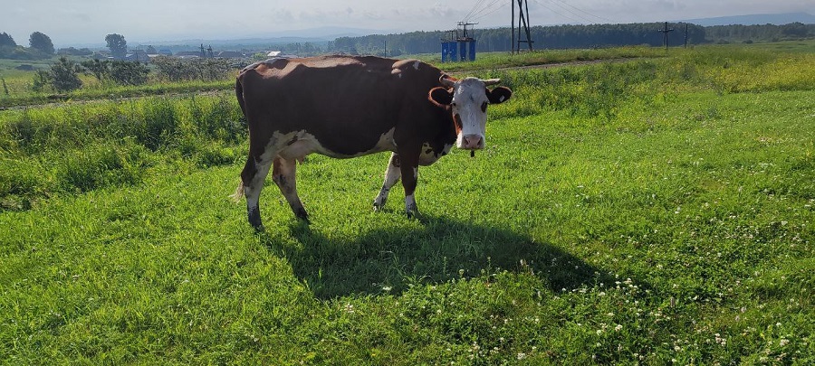 В Красноярском крае у коровы нашли бешенство