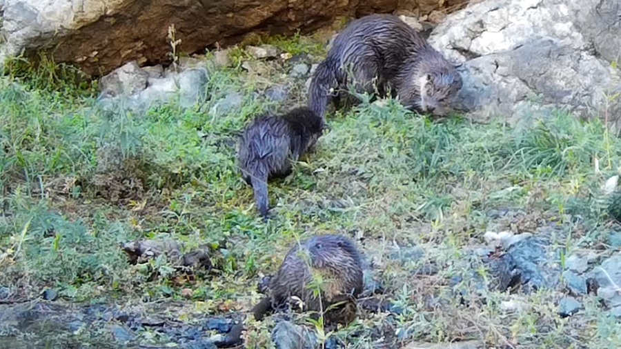 Фото: С. Чумаков / Пресс-служба Объединённой дирекции заповедника «Саяно-Шушенский» и национального парка «Шушенский бор» 031477fc 2f15 430d 95f0 bf4c54b961ea