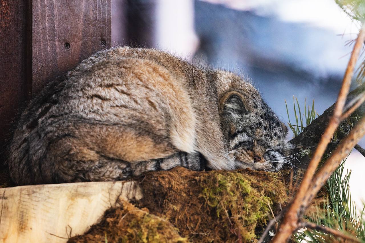 Фото: Роев ручей photo 2025 11 28 11 59 31