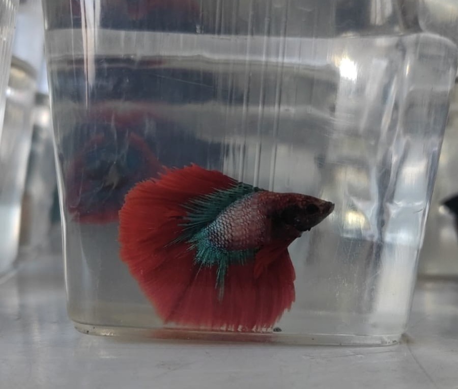 photo 2026 02 03 16 16 06