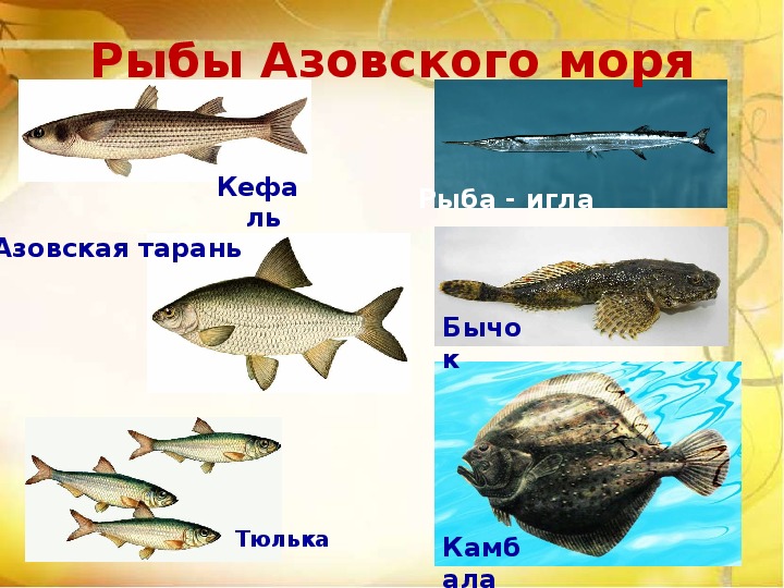 Fishes of Azov