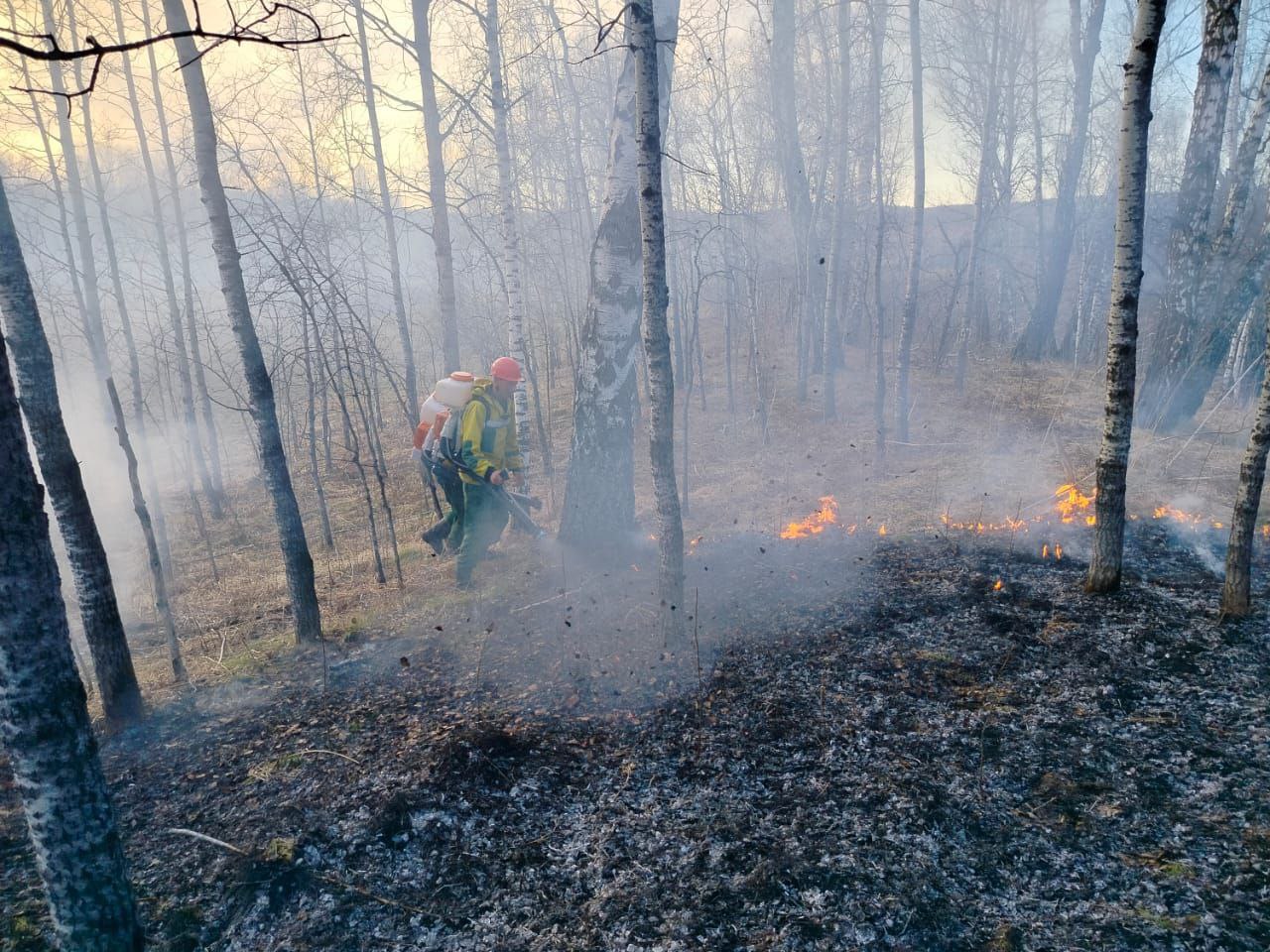 В Красноярском крае за последние сутки потушили 17 лесных пожаров