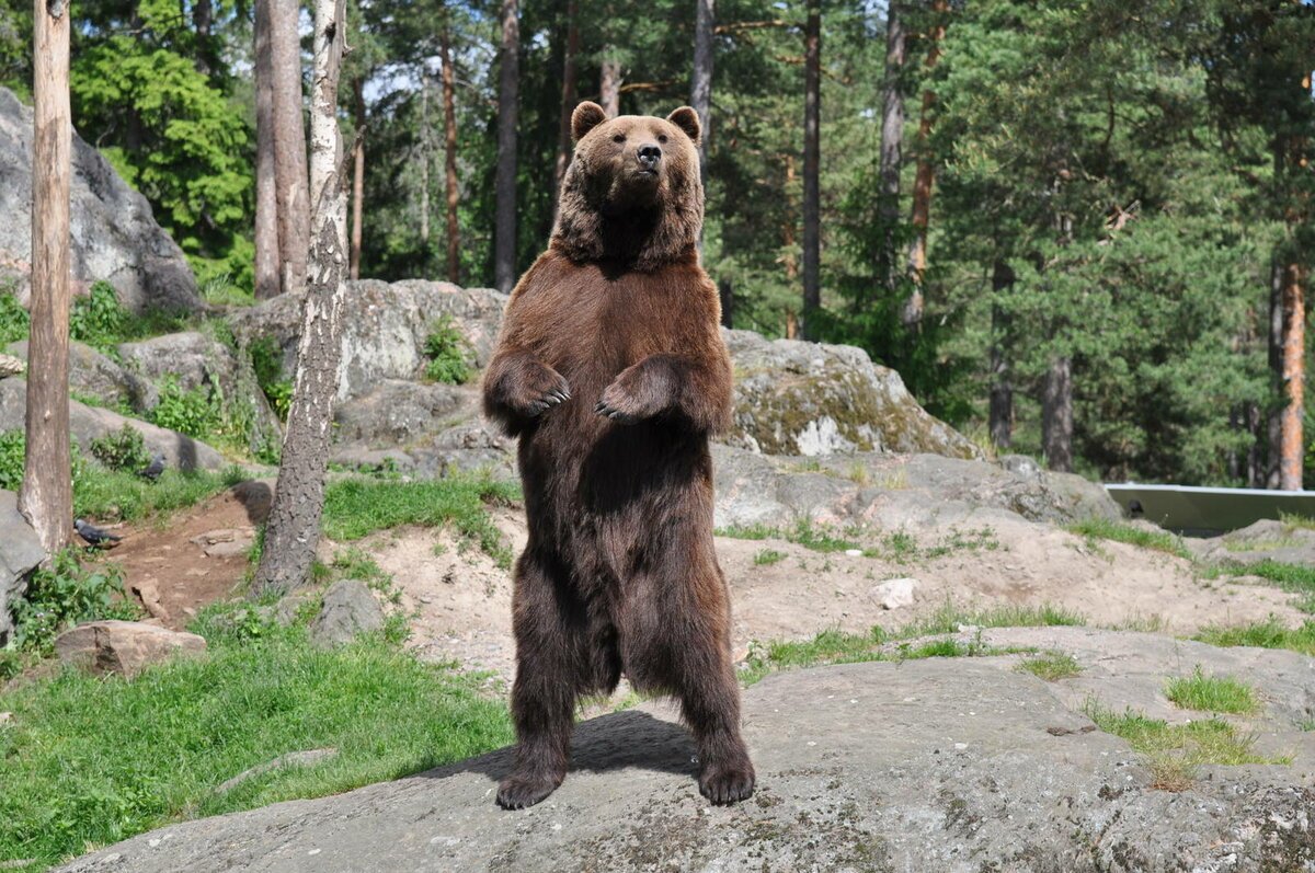 Жительница Магадана отбилась от медведя палкой