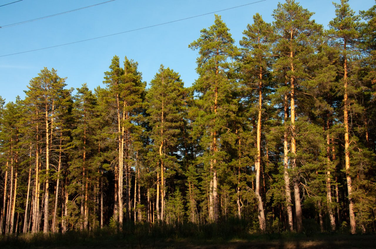 New forests in Novorossia