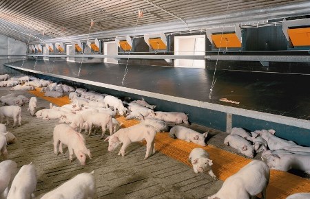 Свинокомплекс «Сибагро» в Кемеровской области начал производство продукции после реконструкции