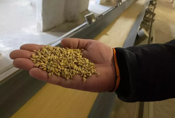 Специалисты компании «Сибагро» осуществляют контроль за качеством кормового зерна в районах Красноярского края