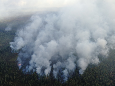 Ученые реконструировали историю лесных пожаров в Средней Сибири и исследовали скорость восстановления территорий