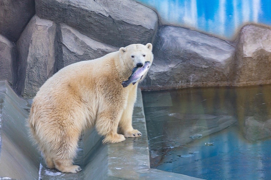 Самый крупный в России и Европе вольерный комплекс для белых медведей построен при поддержке «Роснефти»