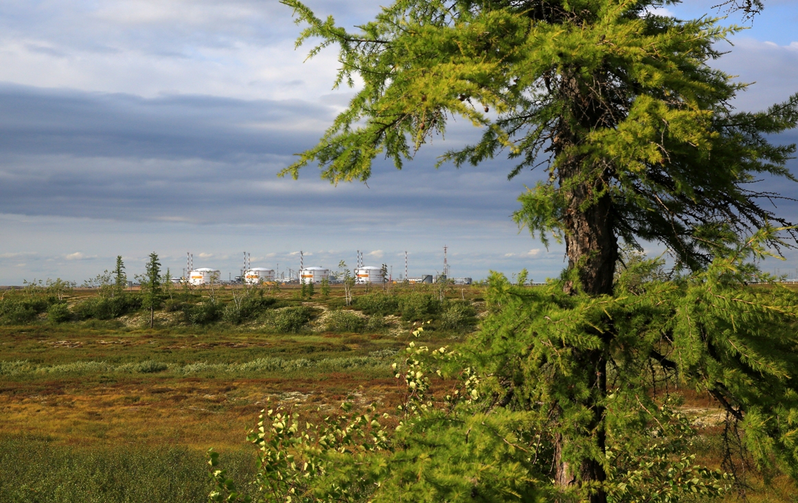 Нефтяники «РН-Ванкор» сохранили более двух тысяч деревьев