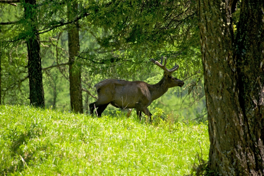 maral