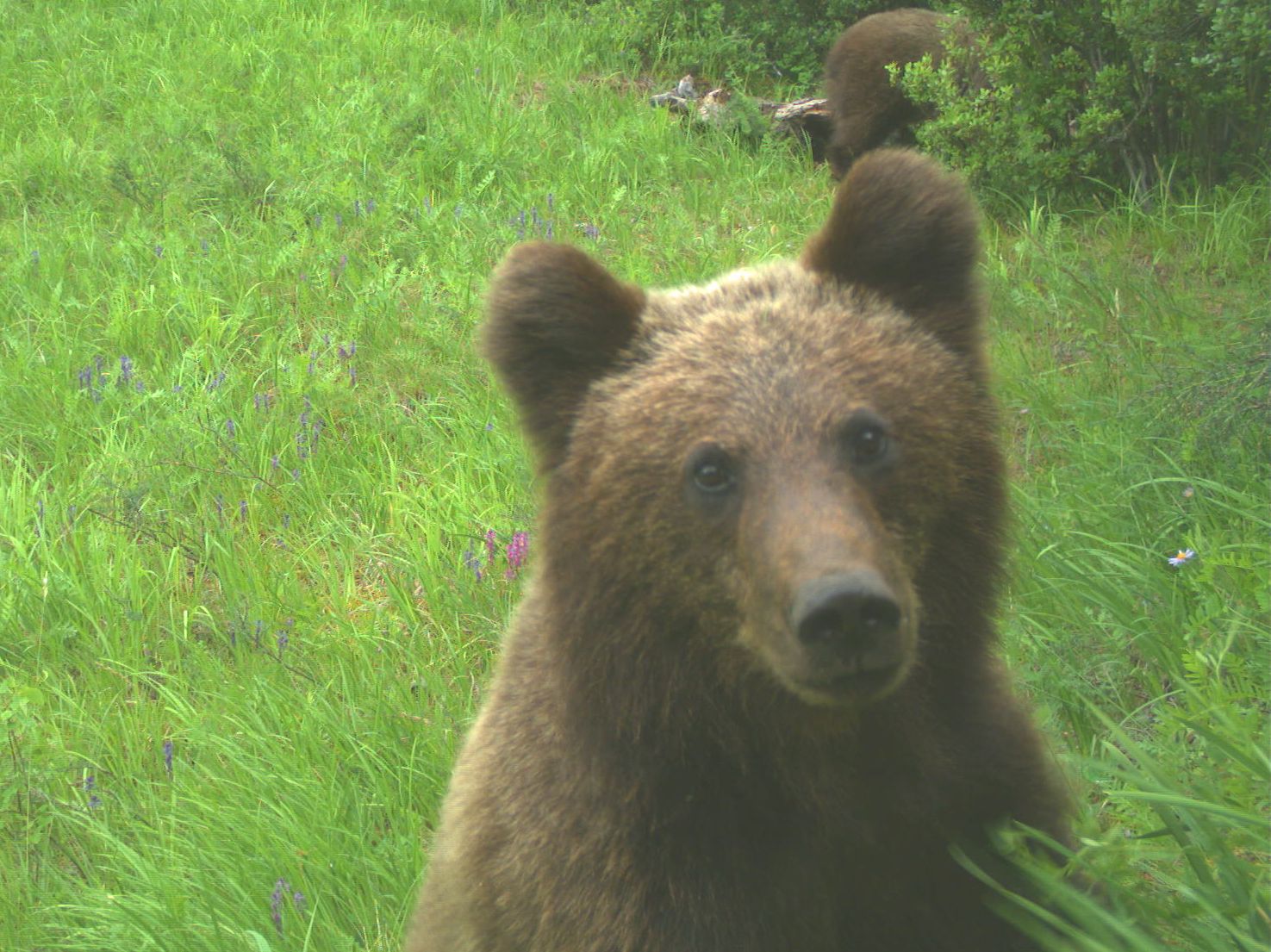 Медвеженок из Саяно-Шушенского заповедника ударом лапы развернул камеру и заснял свой подъем на дерево