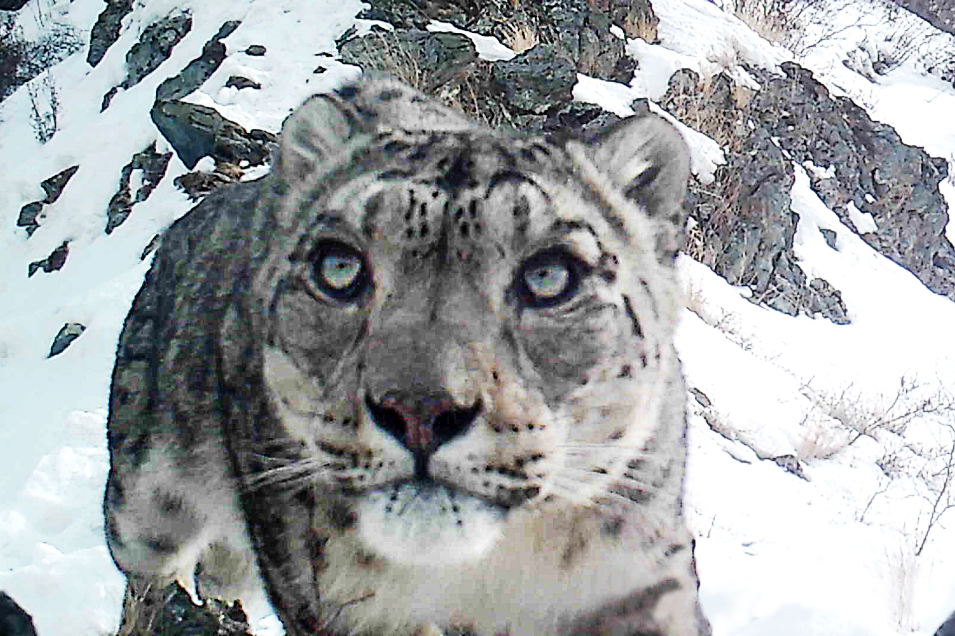 Снежный барс снова попал на видео в Саяно-Шушенском заповеднике