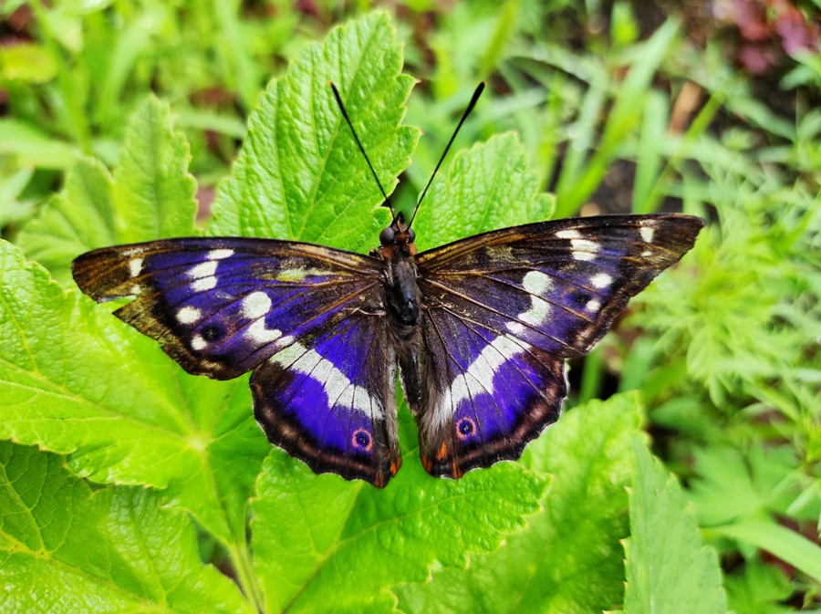 Необычайно красивую бабочку впервые сфотографировали в «Заповедном краю»