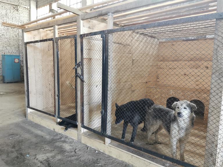 740 бродячих собак стерилизовали в Красноярске за три месяца