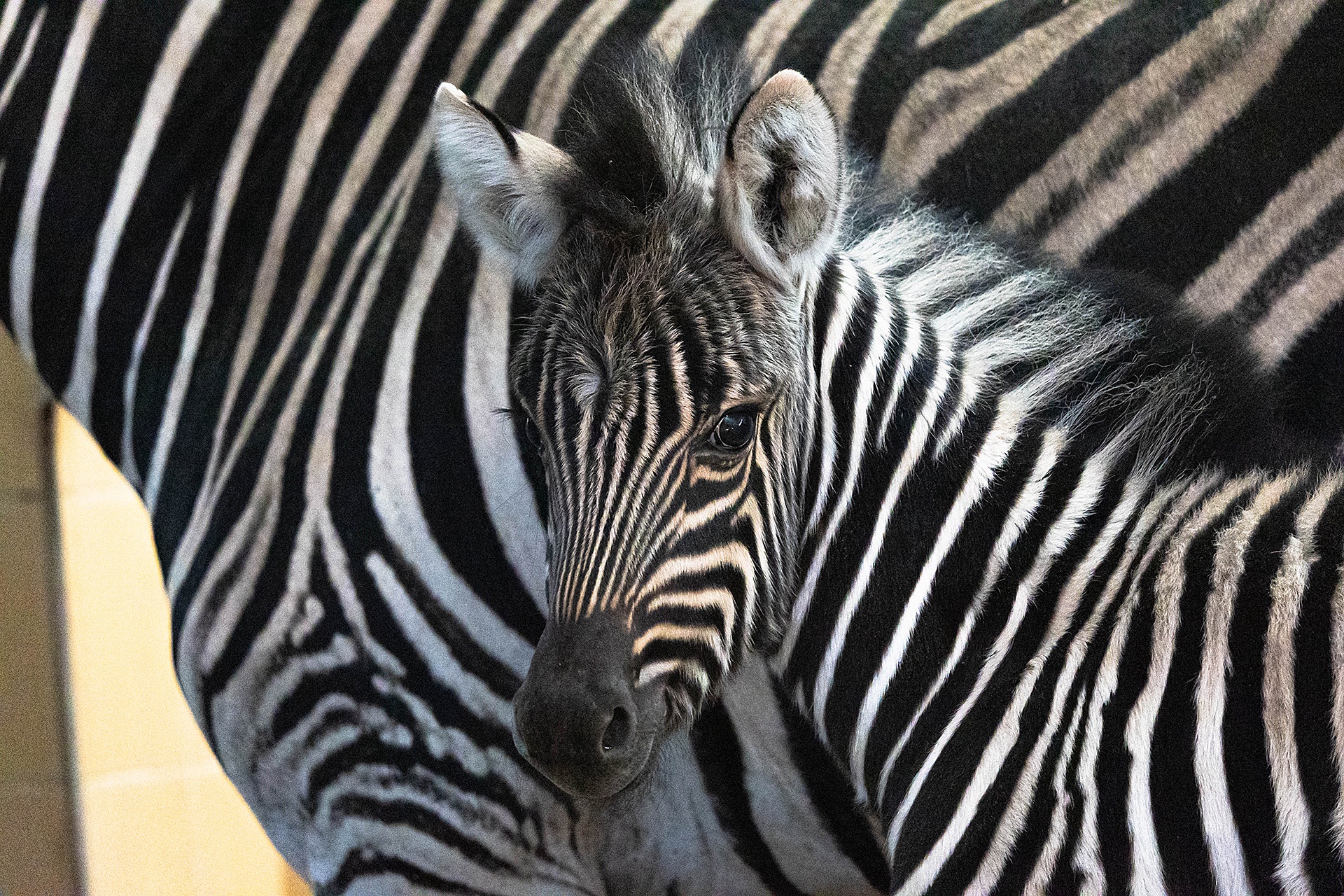 zebra copy